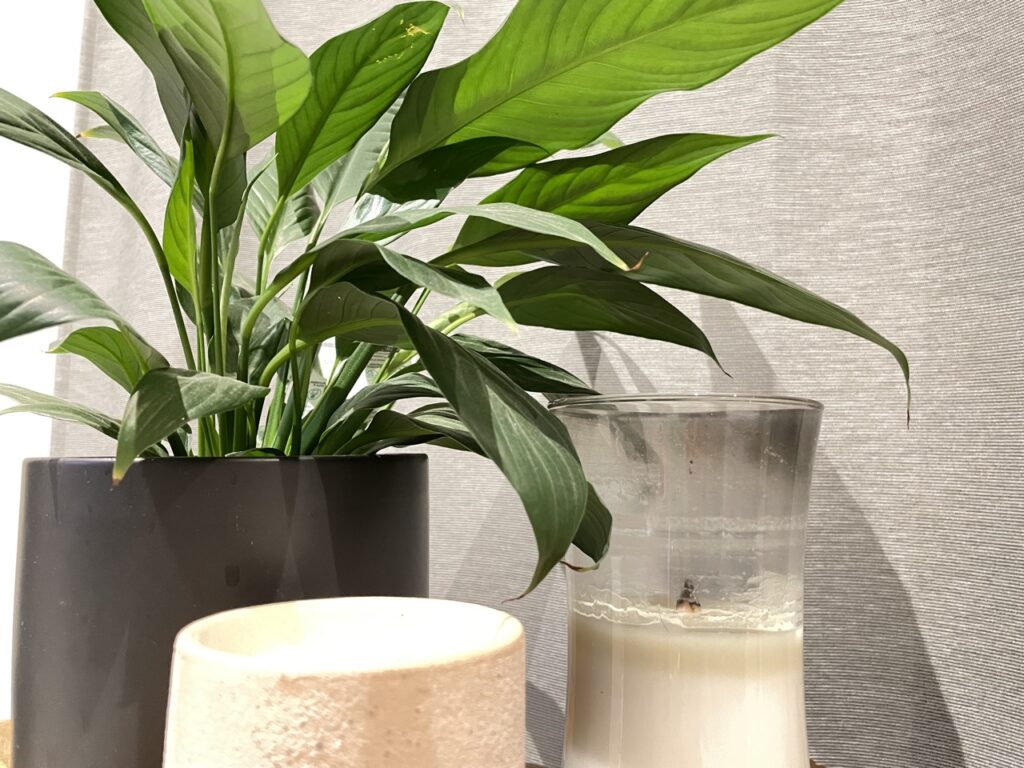 Evergreen plant in black simple pot next to candle and wax melt pot