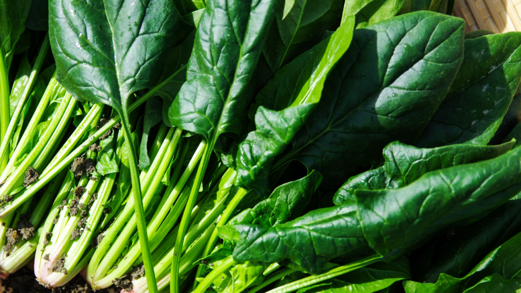 Fresh spinach laid out