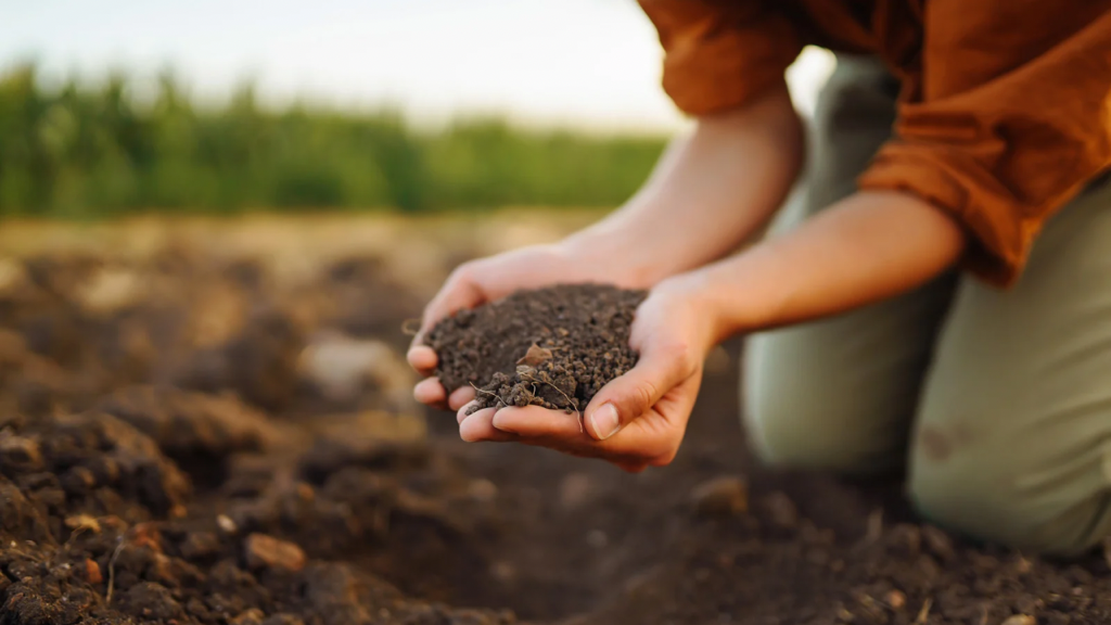 Woman holding soil in her hands