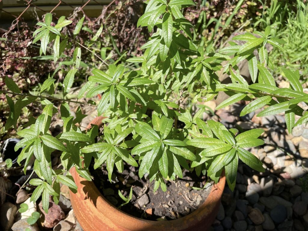 Lemon verbena plant in terracotta pot outdoors