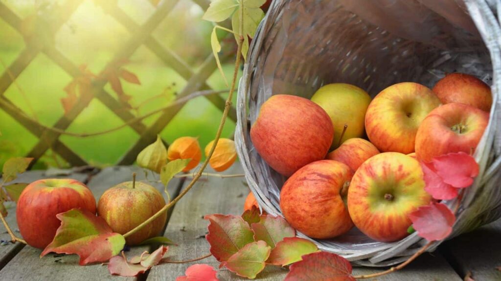 Basket of apples tipped on its side, with autumn leaves surrounding it and two apples on the side of basket