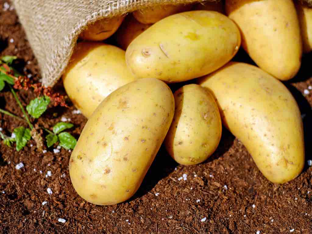 A close-up shot of clean, golden potatoes spilling out of a burlap sack onto rich, loose soil, with small green plants growing nearby.