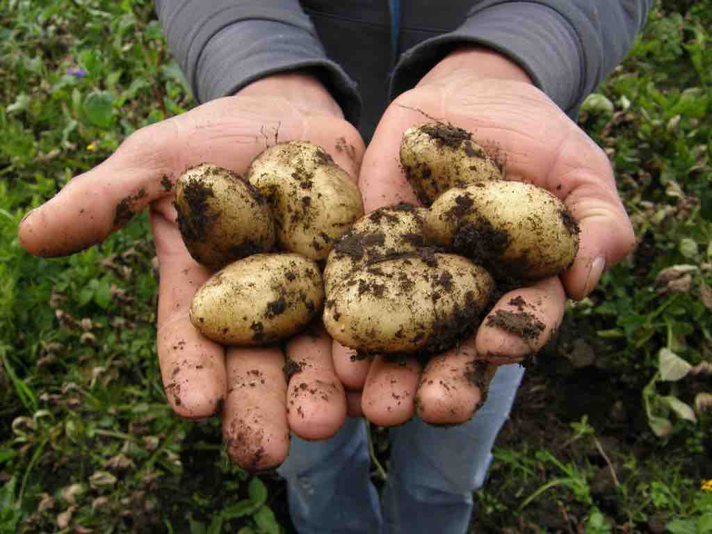 A pair of hands holding freshly harvested small potatoes still covered in dark soil, with a green garden in the blurred background.