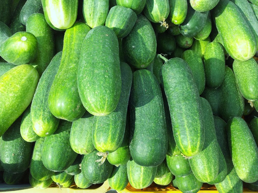 Pile of fresh cucumbers freshly harvested from the garden, perfect for a quick and easy refrigerator dill pickle recipe with no canning required.